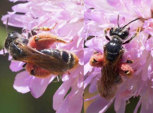 Réf. 174 291 : Andrena hattorfiana