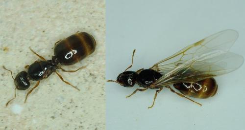 Réf. 174 156 : Pheidole pallidula