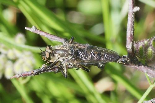 Asilinae