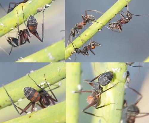 Camponotus cruentatus