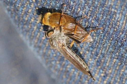 Réf. 174 560 : Neomochtherus geniculatus