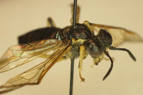 Tenthredo sp.