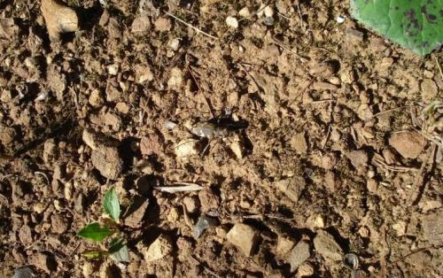 Cicindela sylvicola