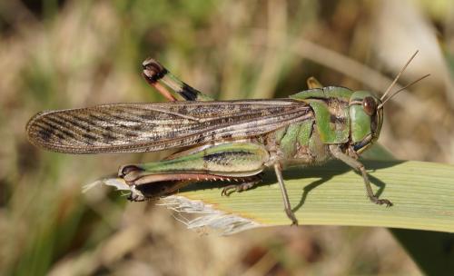 Réf. 174 032 : Locusta migratoria