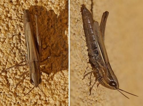 Euchorthippus elegantulus