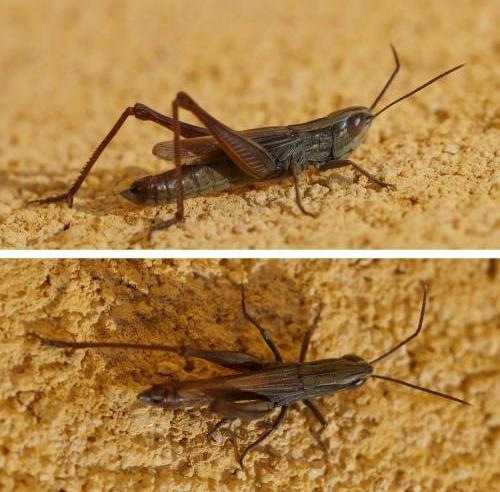 Euchorthippus elegantulus