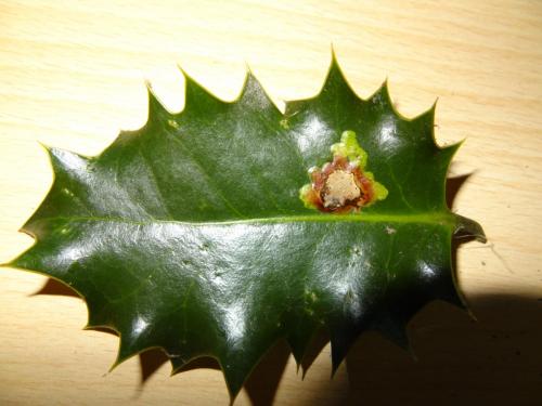 Phytomyza ilicis