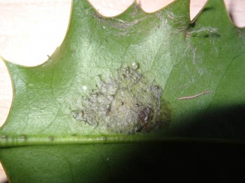 Réf. 174 391 : Phytomyza ilicis