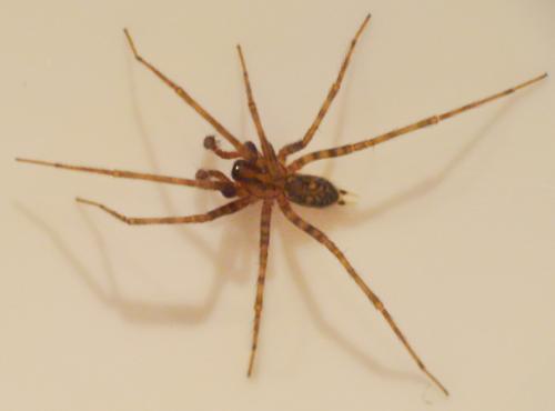Tegenaria sp.