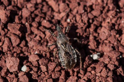 Réf. 174 058 : Coranus sp.