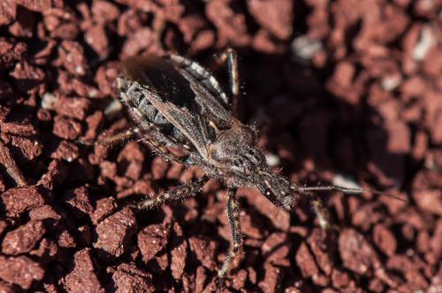 Réf. 174 119 : Coranus sp.