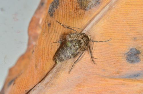 Réf. 174 952 : Agriopis sp.