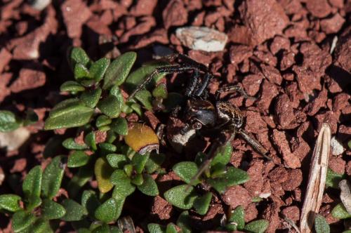 Xysticus sp.