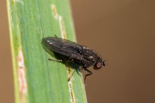 Réf. 174 268 : Dichaeta caudata
