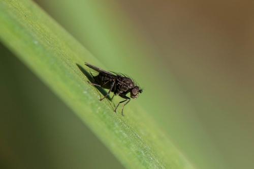 Réf. 174 265 : Dichaeta caudata