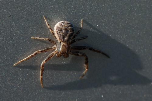 Xysticus sp.