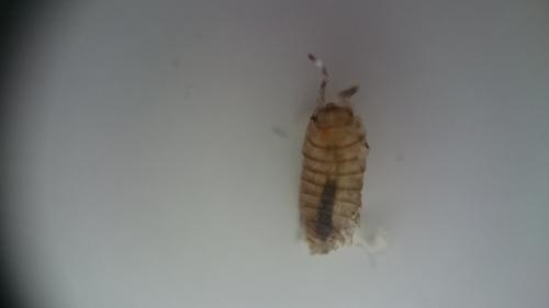 Trichoniscus sp.