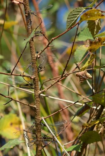 Chalcolestes viridis