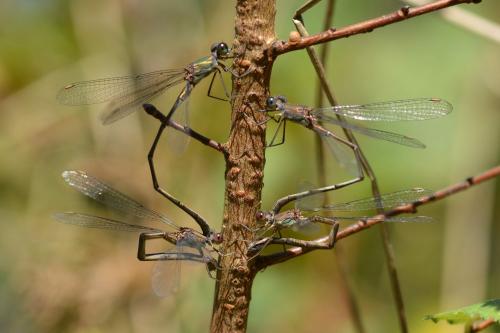 Chalcolestes viridis