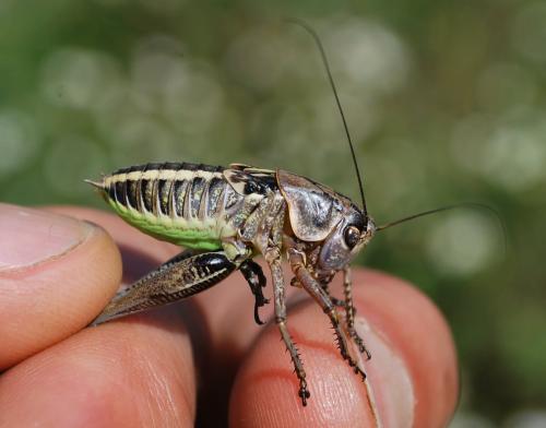 Decticus albifrons