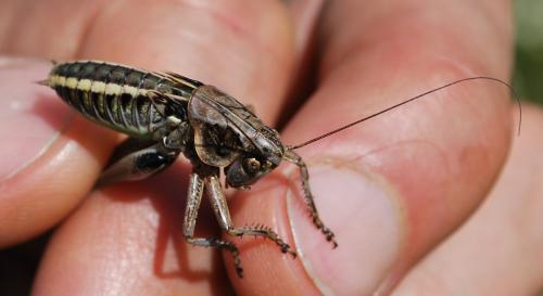 Réf. 174 041 : Decticus albifrons