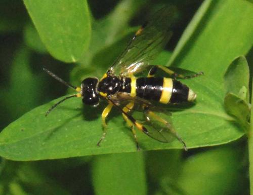 Zonuledo zonula