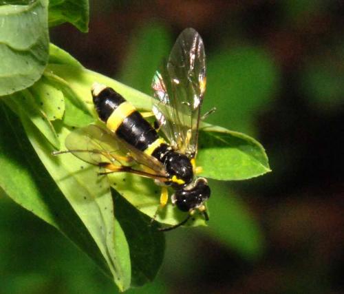 Zonuledo zonula