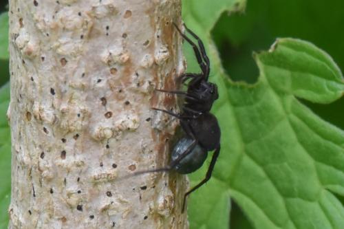 Pardosa sp.
