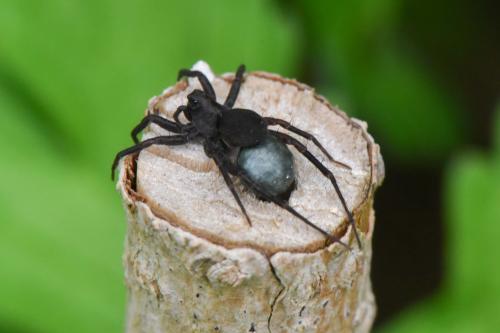Réf. 174 094 : Pardosa sp.