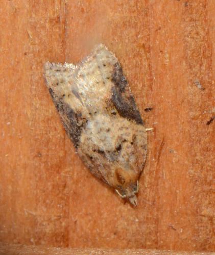 Réf. 174 973 : Acleris (comariana-laterana)