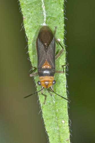 Scopiastes caviceps