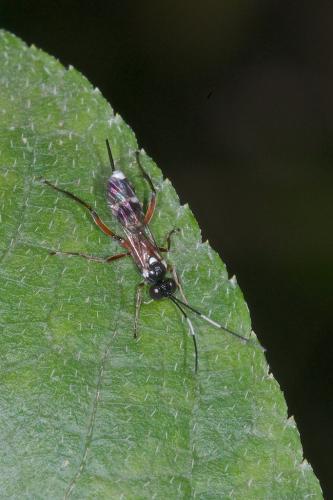 Cryptinae