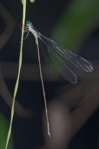 Drepanosticta sp.