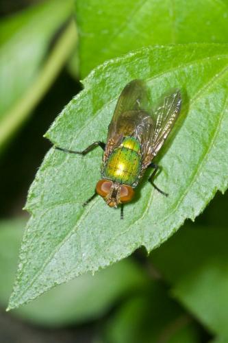 Rhinia sp.