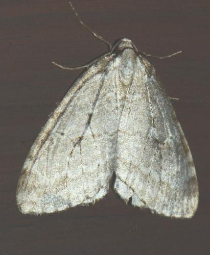 Epirrita autumnata