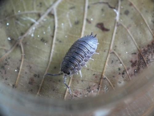 Porcellio scaber
