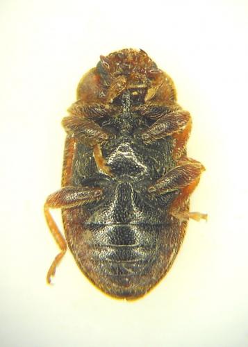 Coccidula rufa