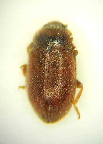 Coccidula rufa