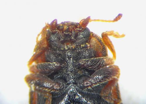 Coccidula rufa