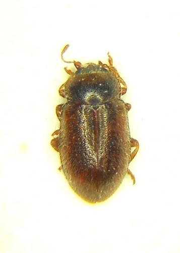 Coccidula rufa
