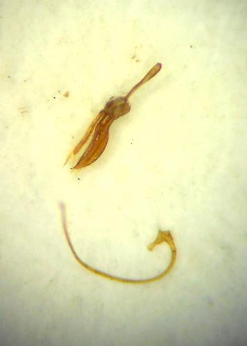 Coccidula rufa