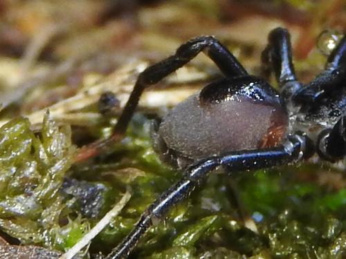 Atypus sp.