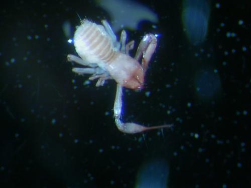 Réf. 174 417 : Chthonius sp.