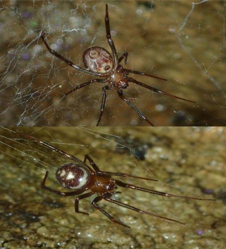 Steatoda grossa