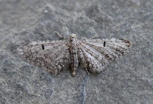 Eupithecia ultimaria