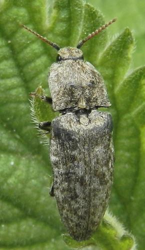 Réf. 174 596 : Agrypnus murinus