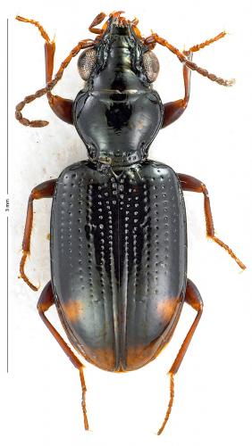 Bembidion tenellum