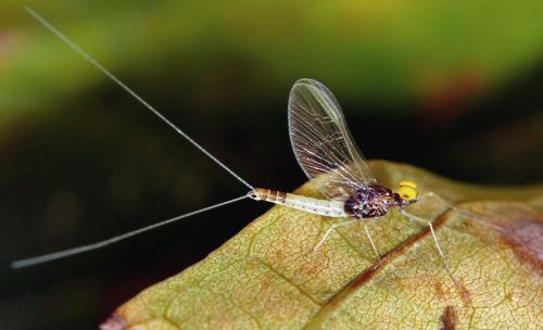 Baetis fuscatus