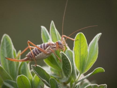 Ephippiger diurnus diurnus