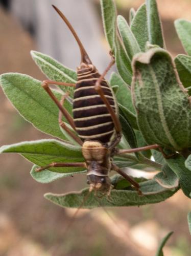 Ephippiger diurnus diurnus